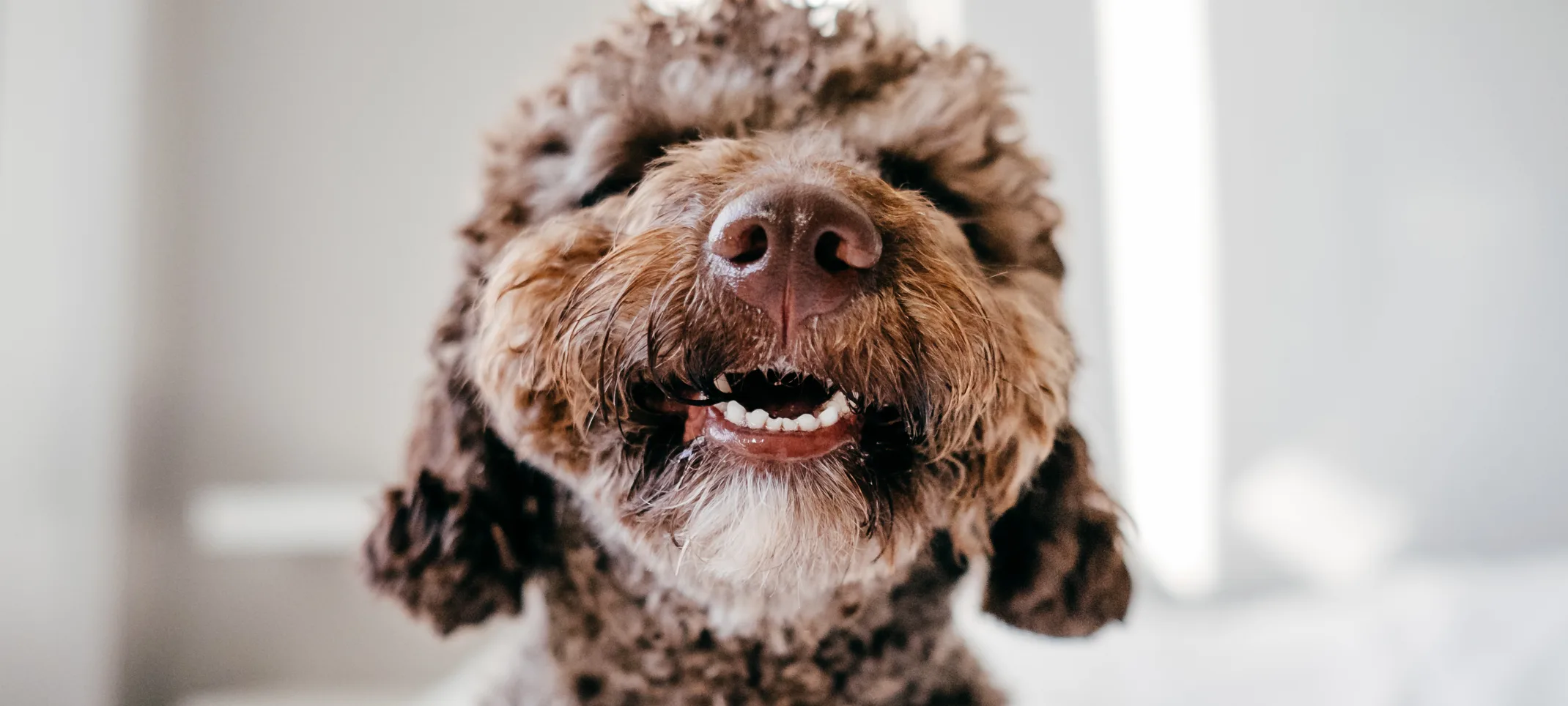 Dog smiling with teeth out 